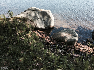 Shoreline Restoration