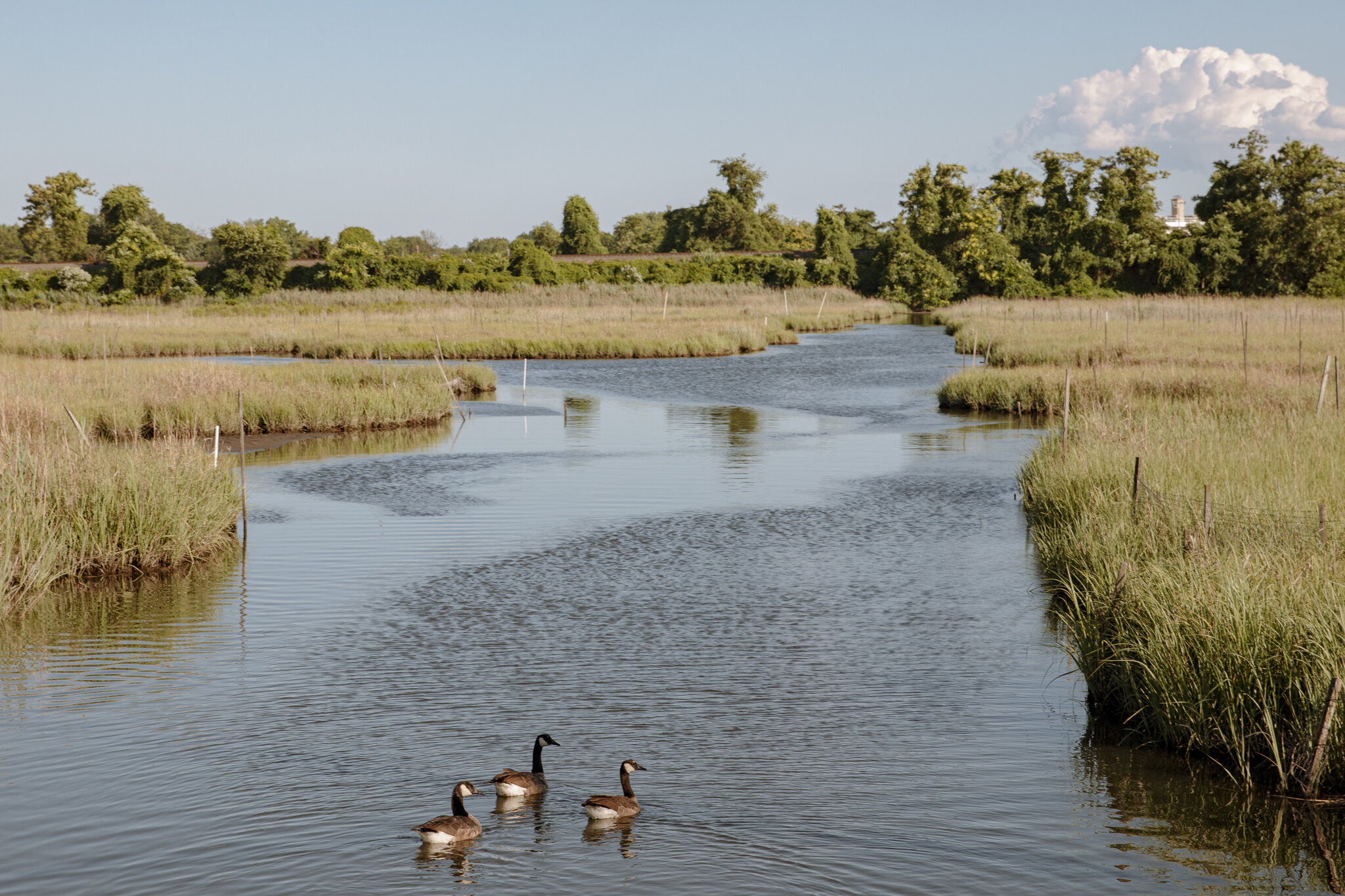 Wetlands